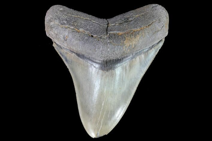 Serrated, Fossil Megalodon Tooth - Nice Enamel #74756